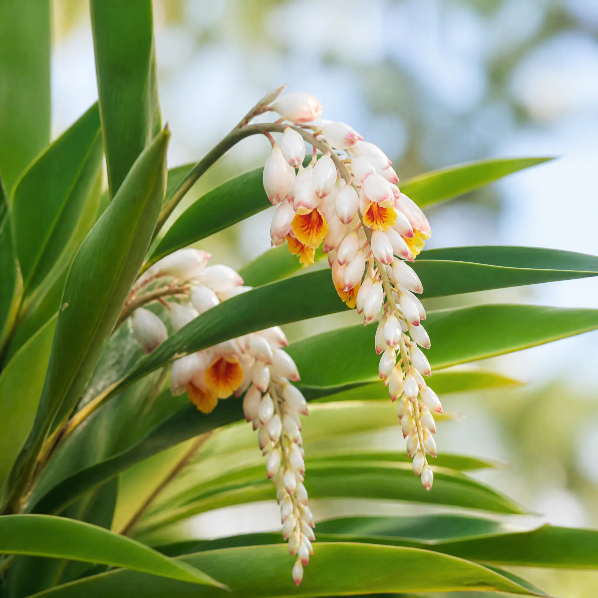 月桃(Alpinia zerumbet)の花