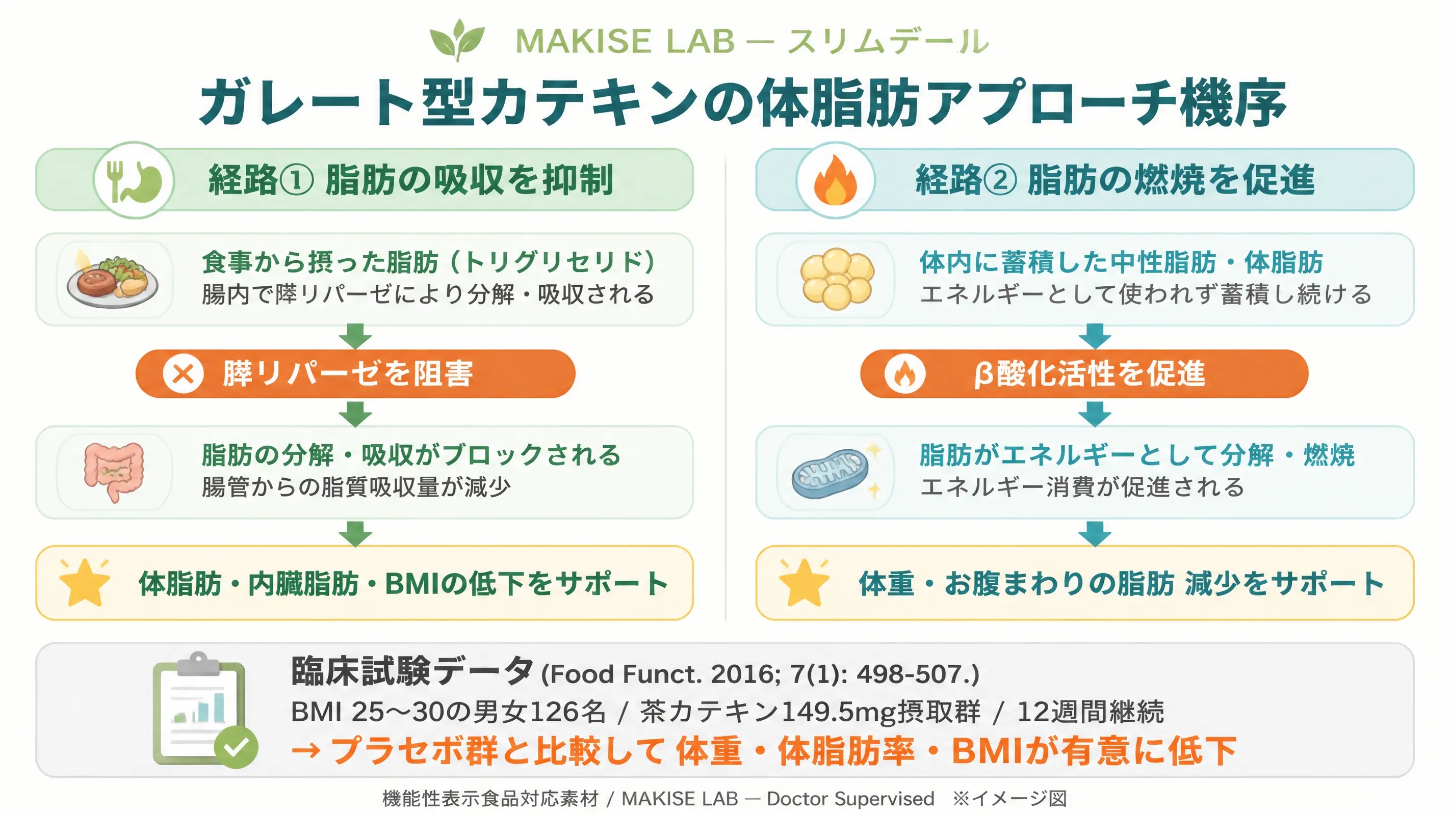 ガレート型カテキン作用機序