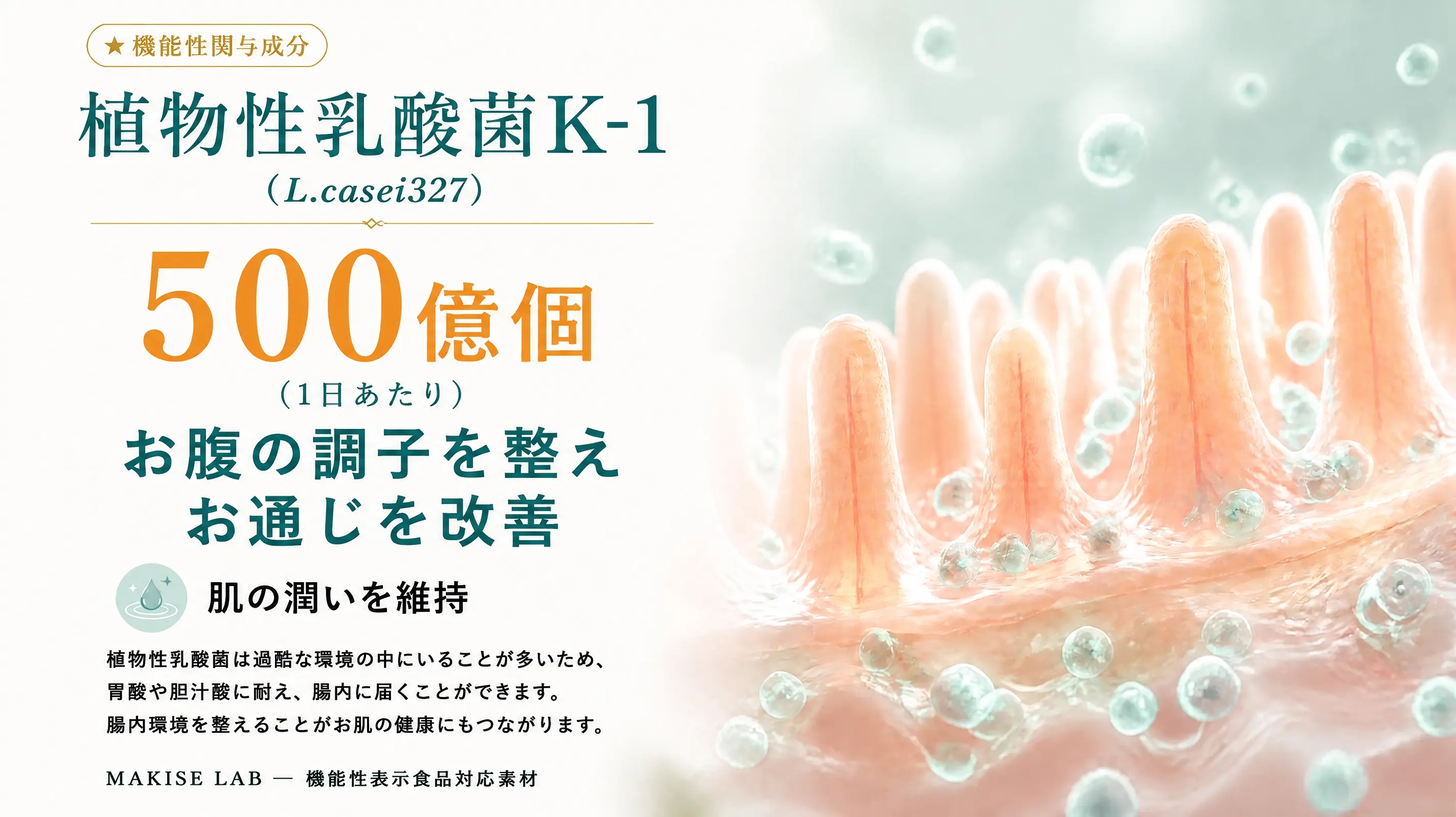 植物性乳酸菌K-1