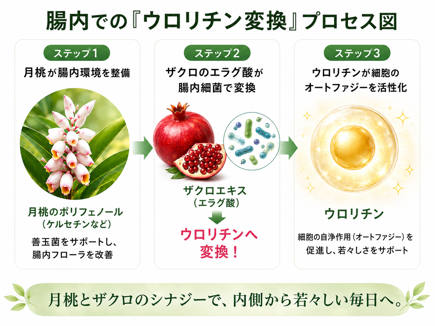 エラグ酸 → 腸内細菌叢 → ウロリチンA 代謝経路図