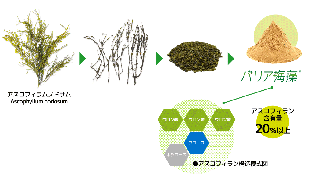 アスコフィランの構造と特性
