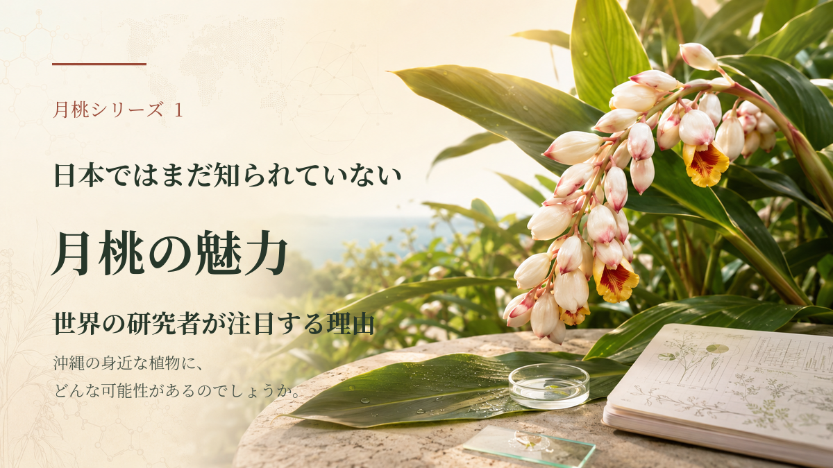 月桃は、どんな植物?