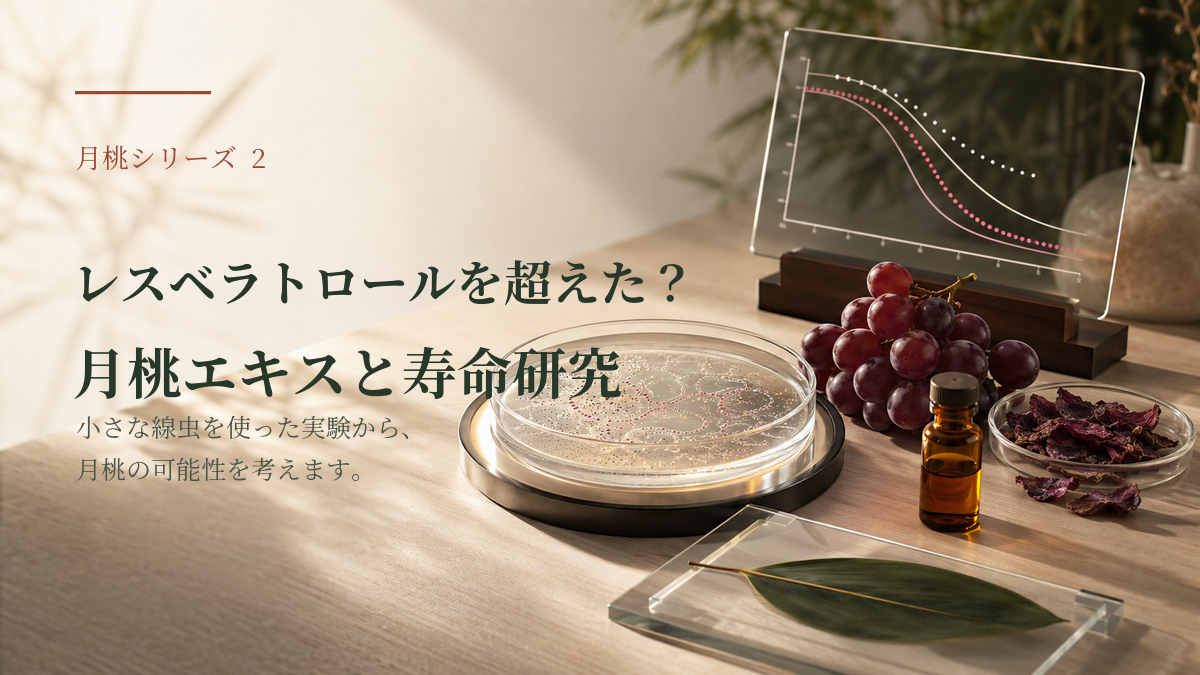 レスベラトロールを超えた?