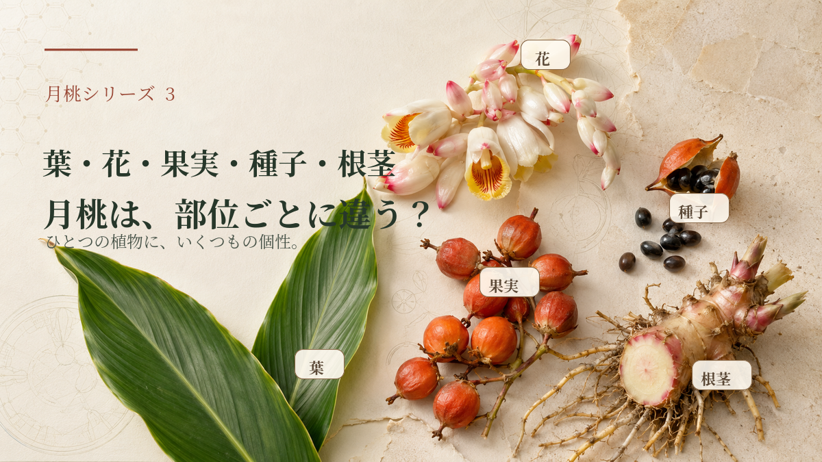 月桃は、部位ごとに違う？